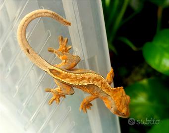Baby geco Ciliatus Full Pin Tricolor, teca