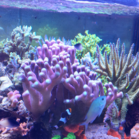 Coralli sps acquario marino