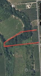 Terreno agricolo con uliveto
