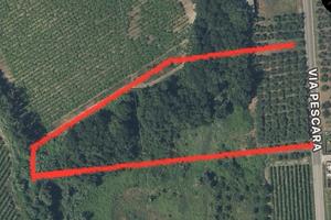 Terreno agricolo con uliveto