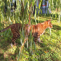 Gattini Razza TOYGER