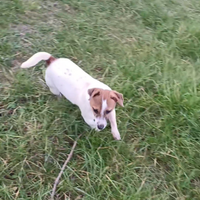 Jack russel x monta
