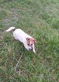 Jack russel x monta