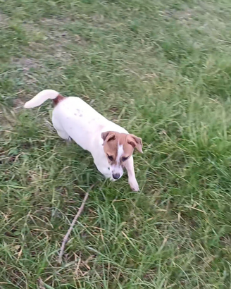 Jack russel x monta
