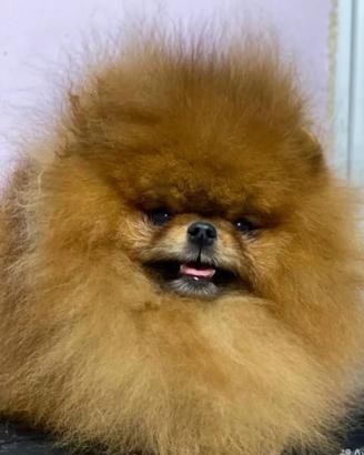 Monta spitz volpino di pomerania ROSSO orange 2kg
