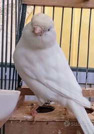 Canarini bianchi recessivi