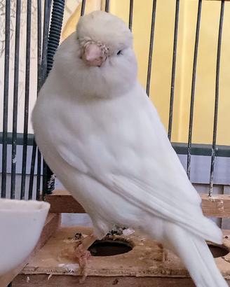 Canarini bianchi recessivi