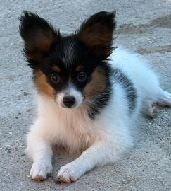 Ultimo cucciolo Papillon