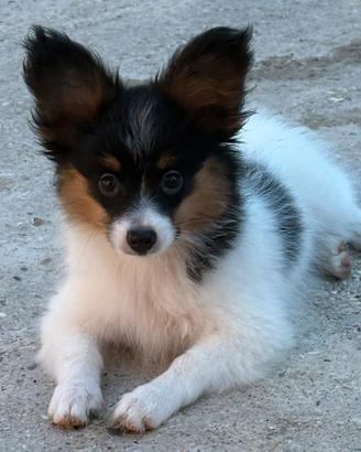 Ultimo cucciolo Papillon