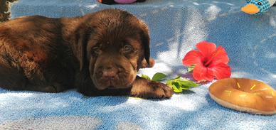 Disponibili dal 20.07.2026 cuccioli labrador choco