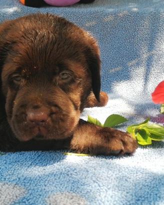 Disponibili dal 20.07.2026 cuccioli labrador choco