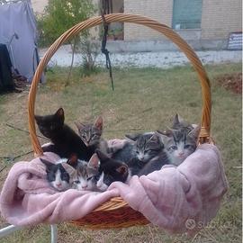 Gattini gratis