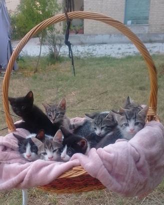 Gattini gratis