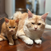 Maine coon cuccioli dolcissimi Padova