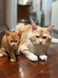 Maine coon cuccioli dolcissimi Padova