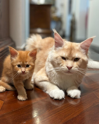 Maine coon cuccioli dolcissimi Padova