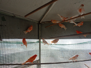 N quindici canarini tipo mosaico maschi e femmine