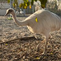 Nandù albino