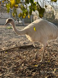 Nandù albino