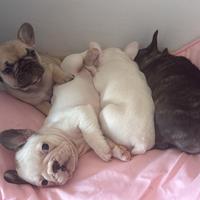 Bulldog francese