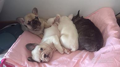 Bulldog francese