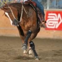 Fattrice Quarter Horse