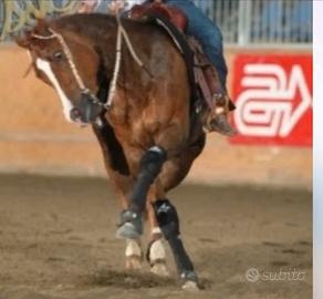 Fattrice Quarter Horse