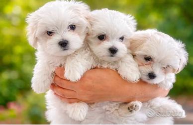 Disponibile ultimo cucciolo maschio di Maltese