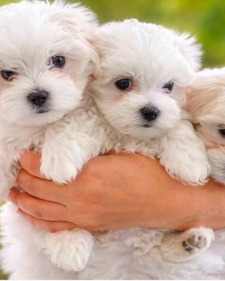 Disponibile ultimo cucciolo maschio di Maltese