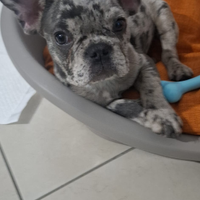 Bulldog francese esotico