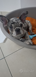 Bulldog francese esotico