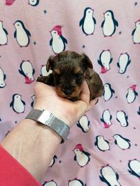 Barboncino Toy x Yorkshire = Yorkiepoo cuccioli