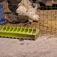 Gallo brahma di 6 mesi circa