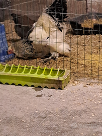 Gallo brahma di 6 mesi circa