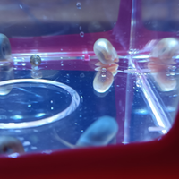 Lumaca Planorbarius Corneus