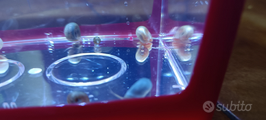 Lumaca Planorbarius Corneus