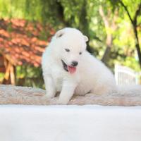 Cucciolo di Husky bianco