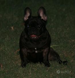 Cucciolo bulldog francese
