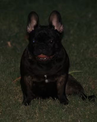 Cucciolo bulldog francese
