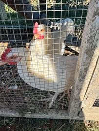 Galli marans varietà frumento