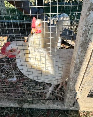 Galli marans varietà frumento