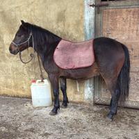 Pony 4 anni doc in regola