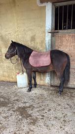 Pony 4 anni doc in regola