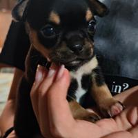 Cucciolo chihuahua