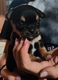Cucciolo chihuahua