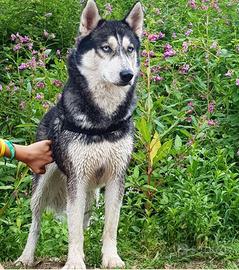 Husky per monta