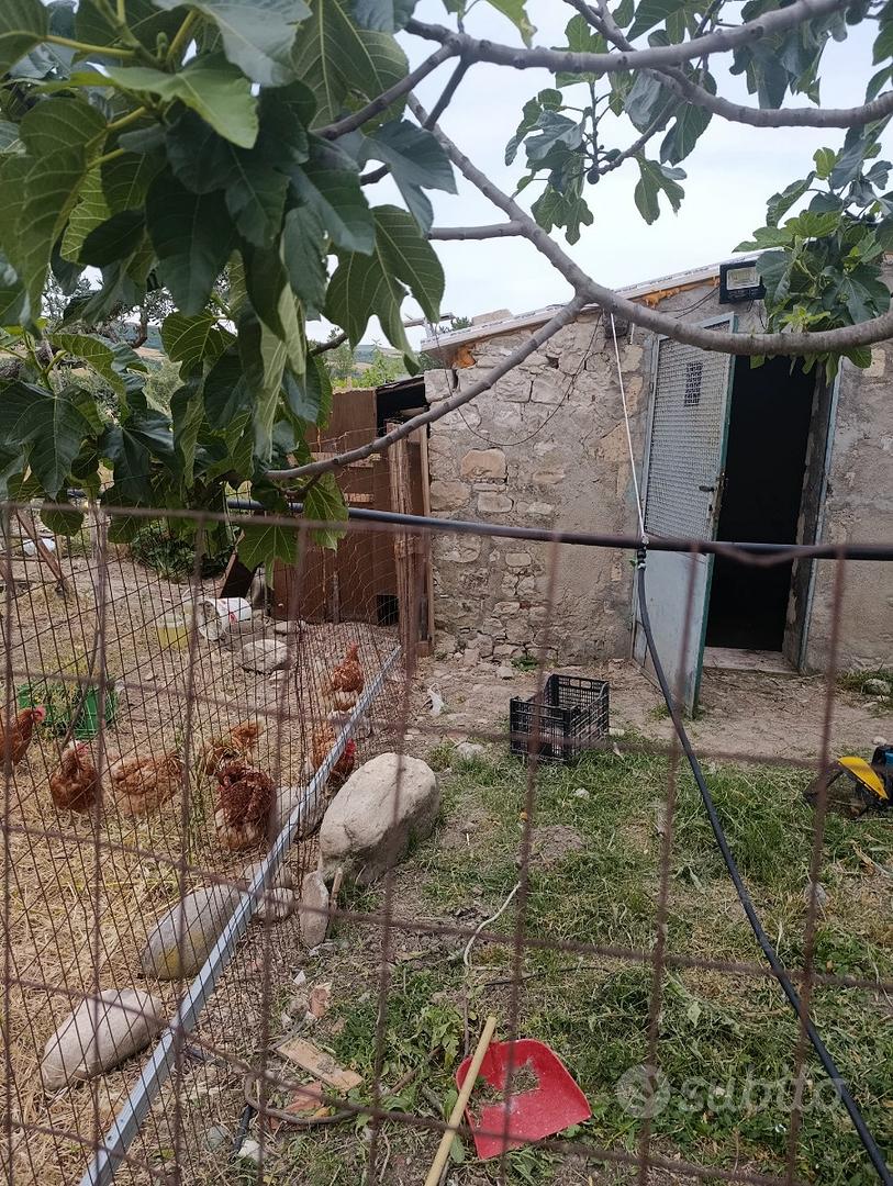 Terreno agricolo oliveto - Vista 2
