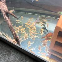 Ancistrus lemon blu eyes