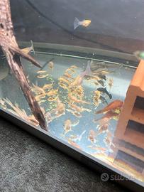 Ancistrus lemon blu eyes