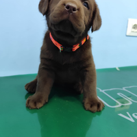 Labrador cuccioli